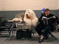 Fauna & Flora: Westminster Kennel Club Dog Show