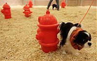 TopRq.com search results: Westminster Kennel Club Dog Show
