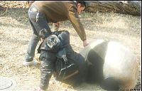 Fauna & Flora: panda attacked some people