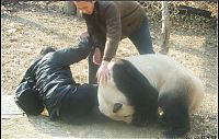 TopRq.com search results: panda attacked some people