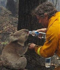 Fauna & Flora: saving koala after fire in the Australia