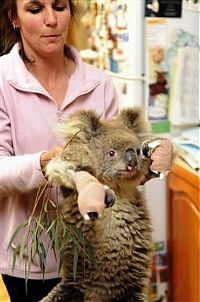 Fauna & Flora: saving koala after fire in the Australia