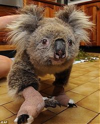 Fauna & Flora: saving koala after fire in the Australia