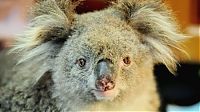 TopRq.com search results: saving koala after fire in the Australia