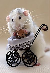 Fauna & Flora: cute rat pose