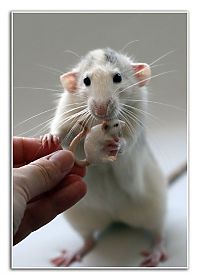 Fauna & Flora: cute rat pose