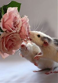 Fauna & Flora: cute rat pose