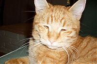 TopRq.com search results: wake up the cat