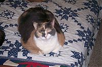 TopRq.com search results: wake up the cat