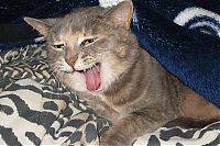 TopRq.com search results: wake up the cat