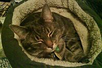TopRq.com search results: wake up the cat