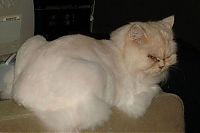TopRq.com search results: wake up the cat