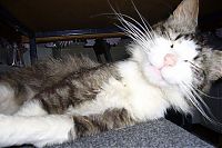 TopRq.com search results: wake up the cat