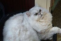 TopRq.com search results: wake up the cat