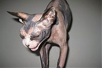 TopRq.com search results: wake up the cat