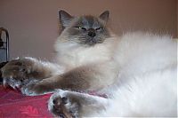 TopRq.com search results: wake up the cat