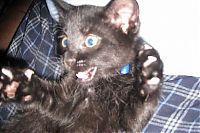 TopRq.com search results: wake up the cat
