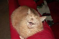 TopRq.com search results: wake up the cat