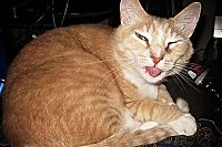 TopRq.com search results: wake up the cat