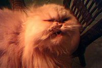TopRq.com search results: wake up the cat