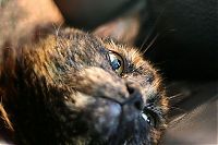 TopRq.com search results: wake up the cat