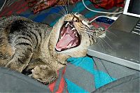 TopRq.com search results: wake up the cat
