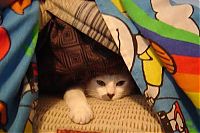 TopRq.com search results: wake up the cat