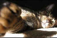 TopRq.com search results: wake up the cat