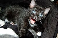 TopRq.com search results: wake up the cat