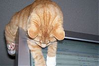 TopRq.com search results: wake up the cat