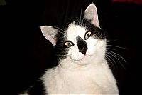 TopRq.com search results: wake up the cat