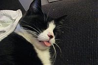 TopRq.com search results: wake up the cat