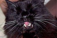 TopRq.com search results: wake up the cat