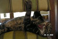 TopRq.com search results: wake up the cat