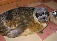 Fauna & Flora: seal pet