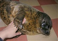 Fauna & Flora: seal pet