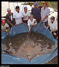 Fauna & Flora: the largest ray in the world