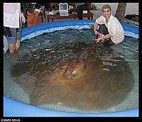 Fauna & Flora: the largest ray in the world