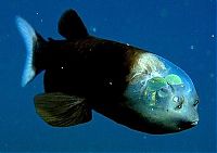 TopRq.com search results: macropinna microstoma - fish with a transparent head