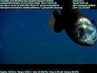 TopRq.com search results: macropinna microstoma - fish with a transparent head