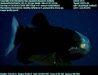 Fauna & Flora: macropinna microstoma - fish with a transparent head