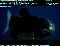 TopRq.com search results: macropinna microstoma - fish with a transparent head