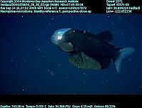 TopRq.com search results: macropinna microstoma - fish with a transparent head
