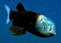 Fauna & Flora: macropinna microstoma - fish with a transparent head