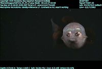 TopRq.com search results: macropinna microstoma - fish with a transparent head