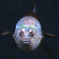 Fauna & Flora: macropinna microstoma - fish with a transparent head