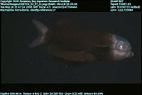 TopRq.com search results: macropinna microstoma - fish with a transparent head