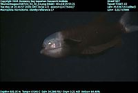 TopRq.com search results: macropinna microstoma - fish with a transparent head