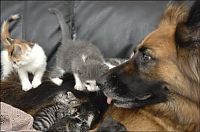 Fauna & Flora: dog cat mom