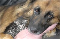 Fauna & Flora: dog cat mom